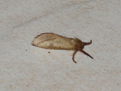 Fraus crocea
