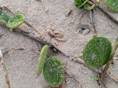 Cynanchum natalitium