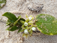 Cynanchum natalitium