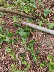 Coelognathus helena