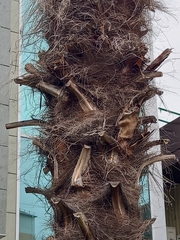 Trachycarpus fortunei