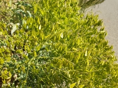 Isatis tinctoria