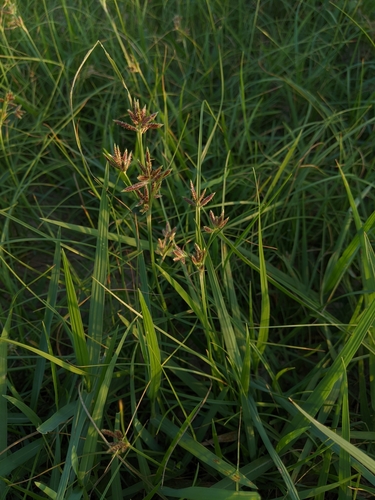 Cyperus stoloniferus iNat (1)