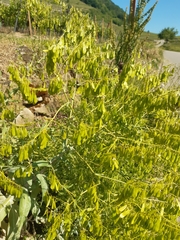 Isatis tinctoria