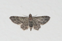 Gymnoscelis acidna