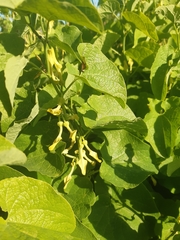 Aristolochia clematitis
