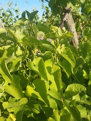 Aristolochia clematitis