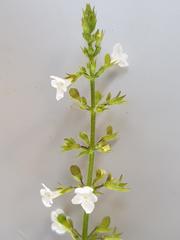 Endostemon obtusifolius