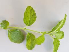 Endostemon obtusifolius