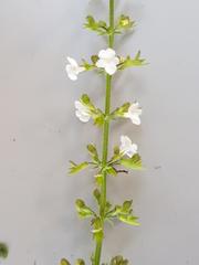 Endostemon obtusifolius