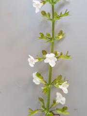 Endostemon obtusifolius