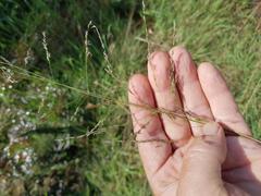 Eragrostis cylindriflora