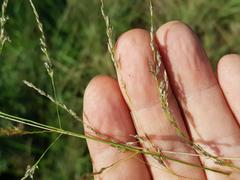 Eragrostis cylindriflora