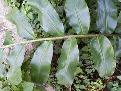 Hedychium gardnerianum