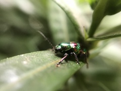 Dermorhytis kandyensis