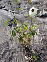 Hibiscus cannabinus