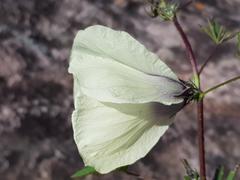 Hibiscus cannabinus