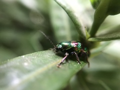 Dermorhytis kandyensis