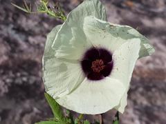 Hibiscus cannabinus