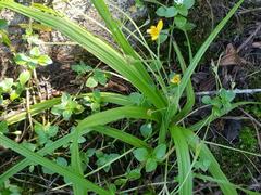 Hypoxis angustifolia buchananii