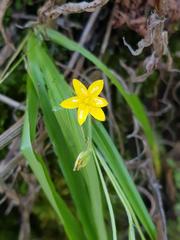 Hypoxis angustifolia buchananii