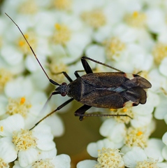 Closterotomus annulus