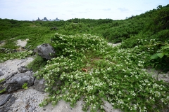 Lotus taitungensis