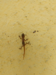 Cnemaspis mysoriensis