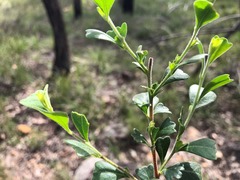 Dodonaea triangularis