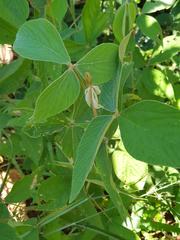 Pseudarthria hookeri