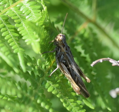 Chorthippus maritimus maritimus