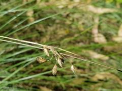 Rhynchospora brownii