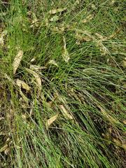 Rhynchospora brownii