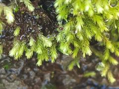 Rhynchostegium