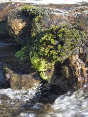 Rhynchostegium