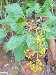 Searsia transvaalensis