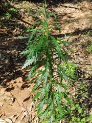 Senecio polyanthemoides