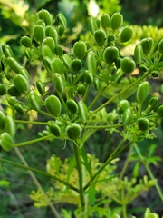Polytaenia nuttallii