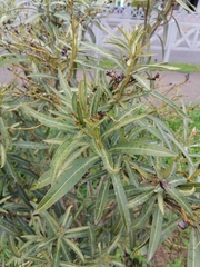 Nerium oleander