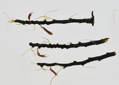 Sphaerothylax algiformis