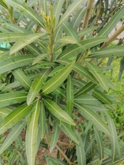 Nerium oleander