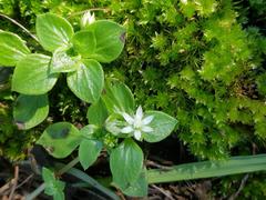 Crassula pellucida alsinoides