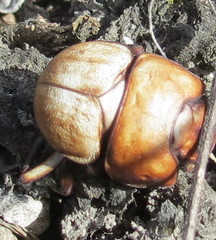 Lethrus apterus