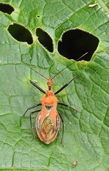 Gminatus australis