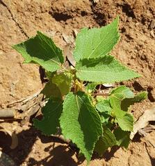Triumfetta pilosa tomentosa