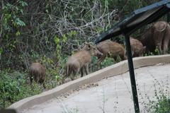 Sus scrofa cristatus