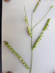 Urochloa panicoides