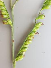 Urochloa panicoides