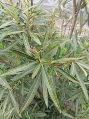 Nerium oleander