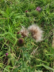 Cirsium mexicanum